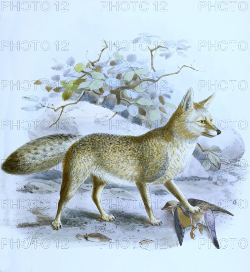 Black-backed jackal (Lupulella mesomelas), Canis mesomelas, Historical, digitally restored reproduction of a 19th century original, exact date unknown.