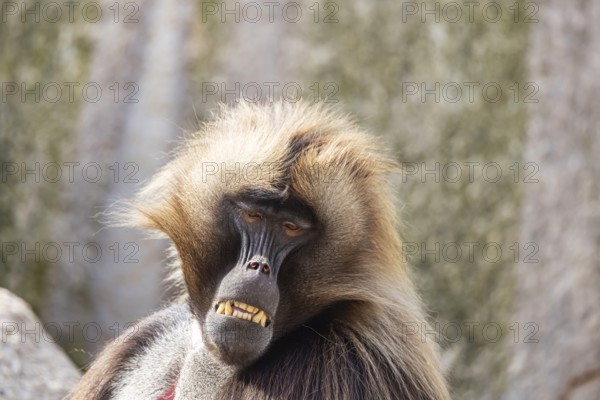 Djelada, blood-breasted baboon (Theropithecus gelada) at Wilhelma. Stuttgart Zoological and Botanical Garden, Baden-Württemberg, Germany, Europe