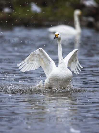 Tundra Swan, Bewick's Swan, Cygnus columbianus at winter in Slimbridge, England, United Kingdom, Europe