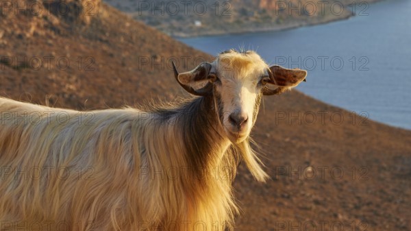 Close-up of a goat with background of mountains and sea, sheep (e) or goat (n), ovis, caprae, Crete, Greek Islands, Greece, Europe