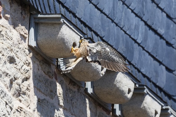 Common Kestrel (Falco tinnunculus), adult male clinging to a swift's artificial nesting box, trying to prey upon the chicks inside, by pulling one out of the entrance hole with its beak, Hesse, Germany, Europe