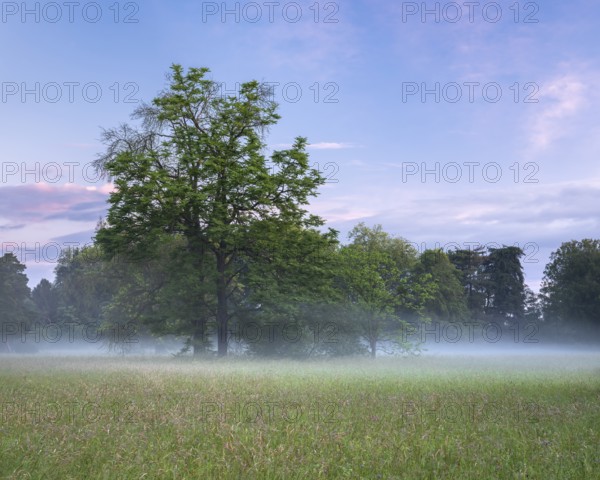 Morning atmosphere in the Elbe meadows near Wörlitz, meadow and group of trees in the morning mist, Garden Kingdom Dessau-Wörlitz, Wörlitz, Saxony-Anhalt, Germany, Europe