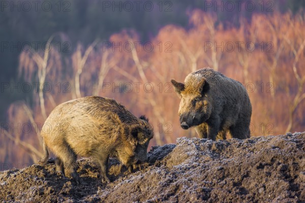 Two wild boars or wild pigs (Sus scrofa) stand on a frozen mound of earth in the early morning, looking for food