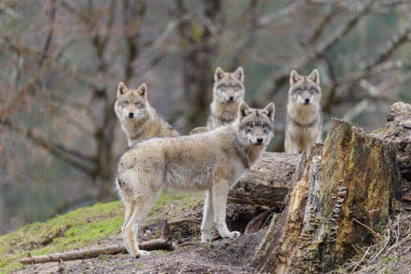 Four grey wolves (Canis lupus lupus) stand on a hill near a rotten tree trunk and watch something