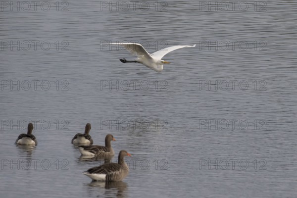 Great White Egret (Ardea alba) in flight over lake, North Rhine-Westphalia, Germany, Europe