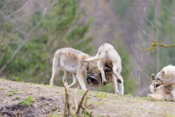 A pack of grey wolves (Canis lupus lupus) playing on a hill and showing social behaviour