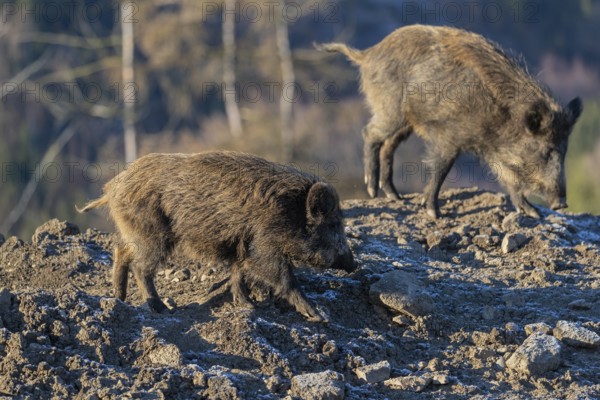 Two young wild boar or wild pig (Sus scrofa) walking over a small hill on an opening. First sweet morning light