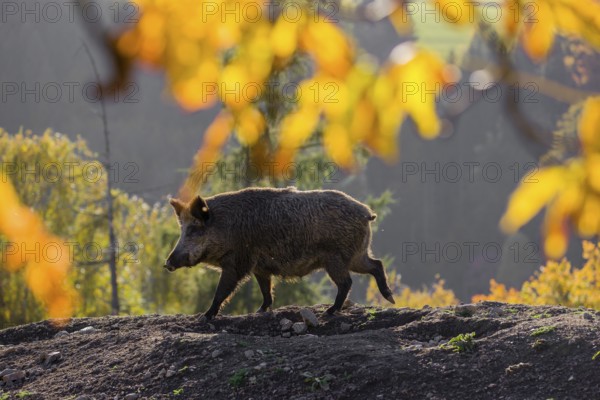 One wild boar or wild pig (Sus scrofa) stands on an opening. Early morning light and framed with some fall foliage