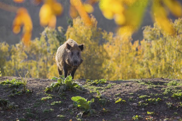 One wild boar or wild pig (Sus scrofa) stands on an opening. Early morning light and framed with some fall foliage
