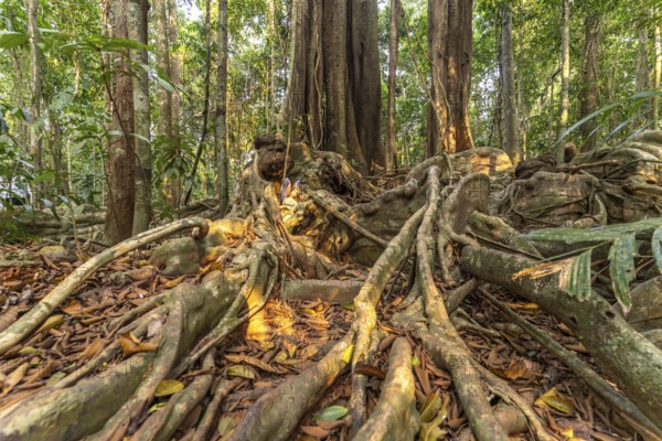 Ancient jungle giant Makayuk, The Old Tree in the jungle of the island of Ko Kut or Koh Kood in the Gulf of Thailand