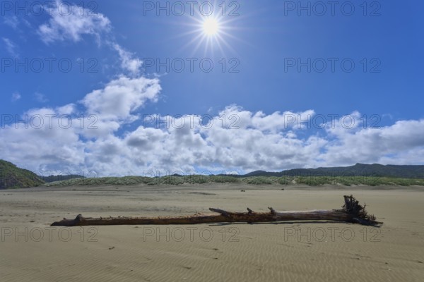 Sunny beach with driftwood under a clear sky, Bethells Beach, Te Henga, Auckland, New Zealand, Oceania