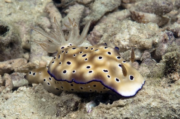 Underwater photo of nudibranch (Risbecia tryoni) protecting juvenile under its own body, Pacific Ocean, Yap Island, Yap State, FSM, Federated States of Micronesia, Caroline Islands, Australia, Oceania