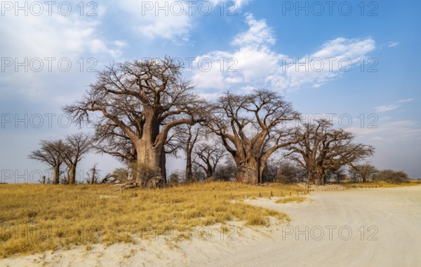 Babobabs on the edge of a salt pan, Baine's Baobabs, Nxai Pan National Park, Botswana, Africa
