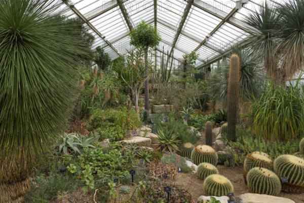 A variety of cacti and succulents in a spacious greenhouse, Princess of Wales Conservatory, Royal Botanic Gardens (Kew Gardens), UNESCO World Heritage Site, Kew, Greater London, England, United Kingdom, Europe