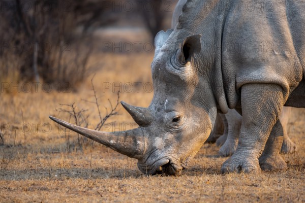 Southern white rhinoceros (Ceratotherium simum simum), rhino grazing in the evening light, animal portrait, Khama Rhino Sanctuary, Serowe, Botswana, Africa