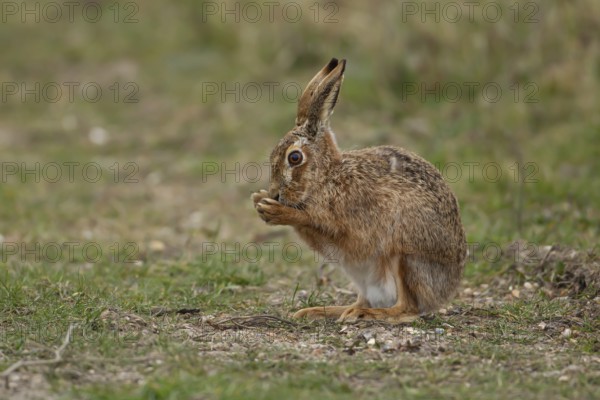 European brown hare (Lepus europaeus) adult animal washing its front feet in grassland, England, United Kingdom, Europe