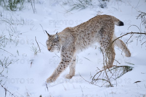 Eurasian lynx (Lynx lynx) walking in the snow in winter, Bavaria, Germany, Europe