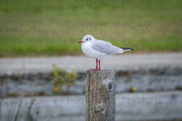 A seagull (Larinae) sits on a wooden post in a quiet landscape, Podersdorf, Burgenland, Austria, Europe