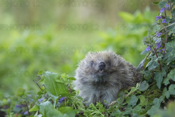 European hedgehog (Erinaceus europaeus) adult animal in a springtime woodland, England, United Kingdom, Europe