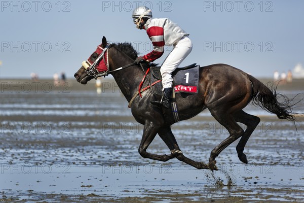 Rider, horse at a gallop, gallop race in the mudflats, Duhner Wattrennen 2019, Duhnen, Cuxhaven, UNESCO World Heritage Wadden Sea, North Sea, Lower Saxony, Germany, Europe