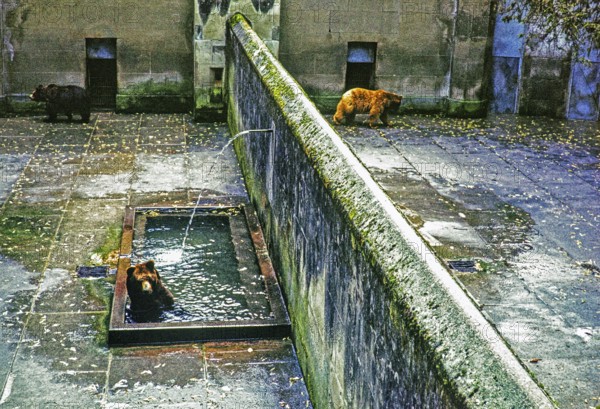 Bears in the bear pit, City of Bern, Switzerland, Europe 1961, Europe