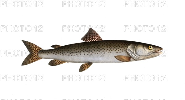 Fish, Fish, Salmon family, Salmo huctio, the Heuch, the River family of salmon fish, Salmon, Historical, digitally restored reproduction from a 19th century original, Record date not stated