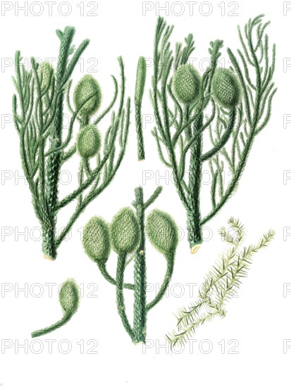 New Guinea Araucaria, Araucaria cunninghamii, tree, digitally improved reproduction of an original by Aylmer Bourke Lambert (1761 - 1842), English botanist, published around 1810