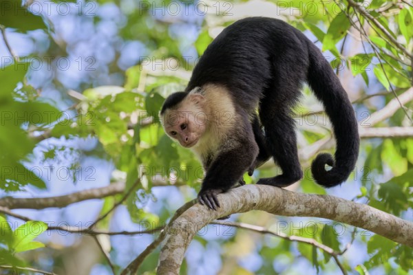 White-shouldered capuchin monkey (Cebus capucinus) Costa Rica