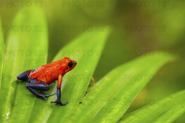 Strawberry frogs (Oophaga pumilio), frogs (Rana), Alajuela, Costa Rica, Central America