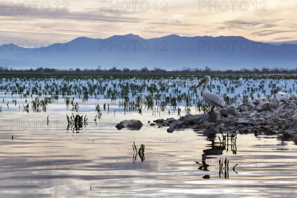 Dalmatian Pelican (Pelecanus crispus) on an island in Lake Kerkini, Lake Kerkini, dawn, Central Macedonia, Greece, Europe