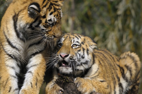 Two young tigers are close together and look familiar in the midst of nature, Siberian tiger (Panthera tigris altaica), captive, occurring in Russia, North Korea and China