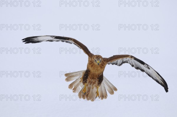 Eagle buzzard (Buteo rufinus) landing in winter, captive