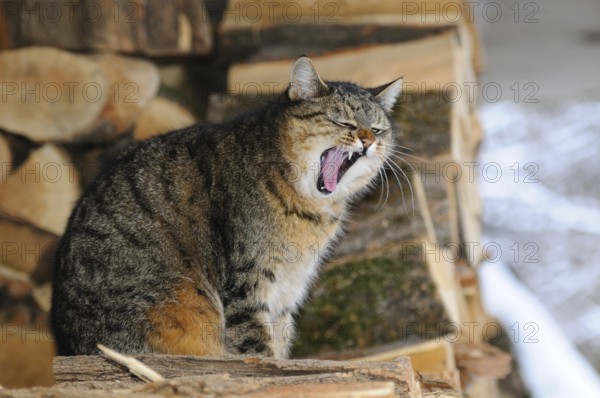 Cat sitting yawning on logs in winter, domestic cat (Felis catus), Austria, Europe