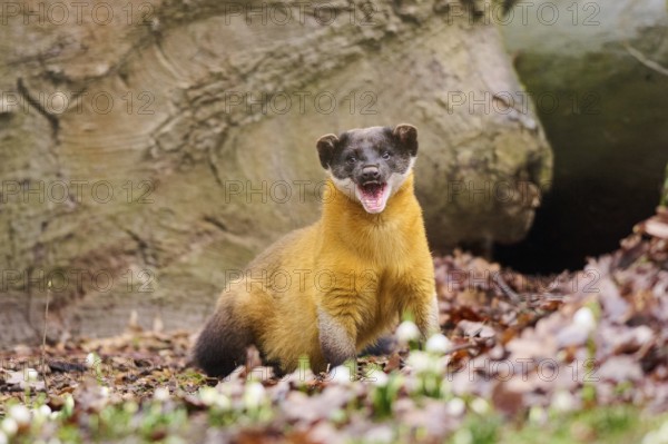 Yellow-throated marten (Martes flavigula) on the ground, Germany, Europe