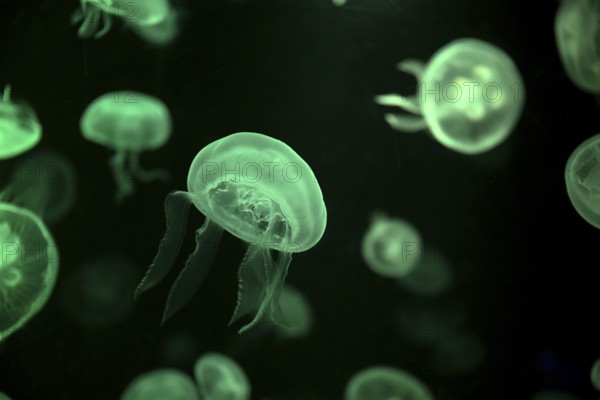 Moon jellyfish (Aurelia aurita) in a tank of the Bang Saen Aquarium, Chonburi Province, Thailand, Asia