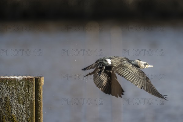 Cormorant (Phalacrocorax carbo), Emsland, Lower Saxony, Germany, Europe