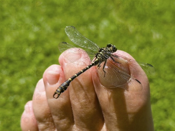 Onychogomphus forcipatus (Onychogomphus forcipatus) sitting on foot toe, Lake Neubeur, Bavaria, Germany, Europe