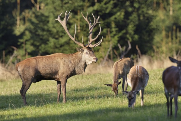 Red deer (Cervus elaphus) in mating season, capital stag with hinds in a forest clearing, wildlife, Sauerland, North Rhine-Westphalia, Germany, Europe