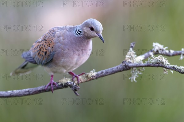 Turtle dove (Streptopelia turtur), Castilla-La Mancha, Spain, Europe