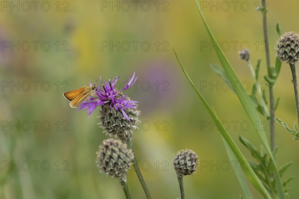 Small skipper butterfly (Thymelicus sylvestris) adult insect feeding on a Knapweed flower in summer, England, United Kingdom, Europe