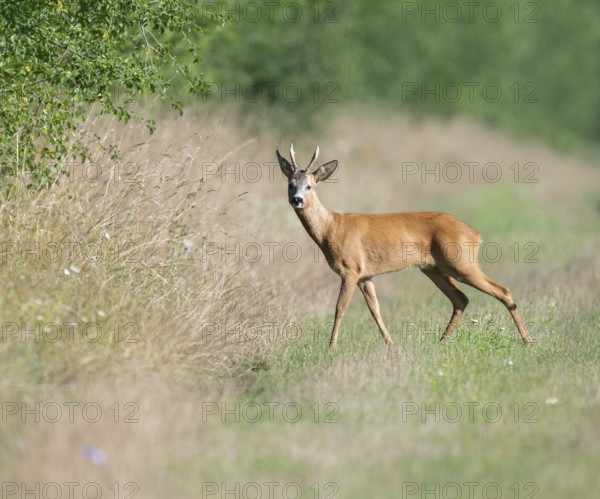 Roe deer (Capreolus capreolus), roebuck standing on a field path and looking attentively, wildlife, Lower Saxony, Germany, Europe
