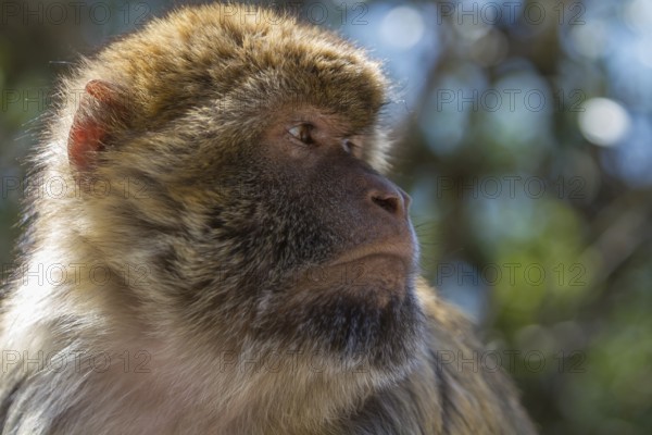 Barbary macaque (Macaca sylvanus), also called Magot, Gibraltar, British territory in southern Spain, Europe