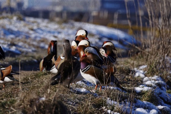 Mandarin ducks, winter, Saxony, Germany, Europe