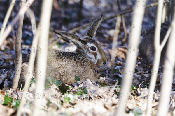 Hare in a forest, winter, Germany, Europe
