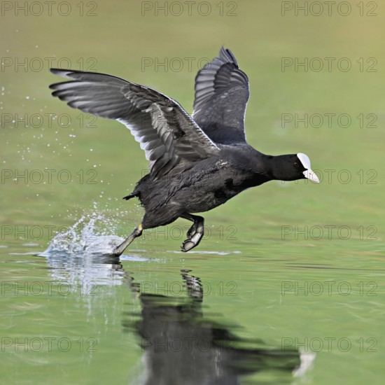 Eurasian Coot (Fulica atra), adult bird walking over water, Flachsee, Canton Aargau, Switzerland, Europe
