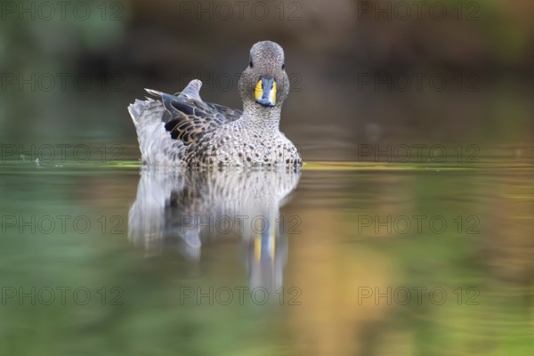Brown-headed duck (Anas flavirostris) swimming in a park in Buenos Aires, Argentina, South America