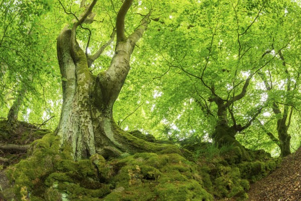 Gnarled old beech trees with moss-covered roots, Kellerwald-Edersee National Park, Bad Wildungen, Hesse, Germany, Europe