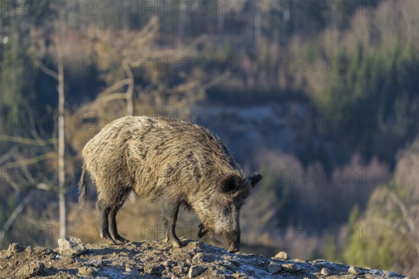 One wild boar or wild pig (Sus scrofa) searching for food on a hoar frosted opening