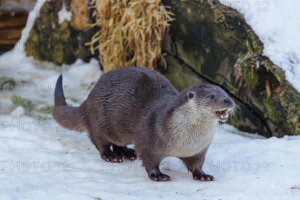 On a sunny day an otter (Lutra lutra) sits in the snow in front of a root of a dead tree and eats a fish