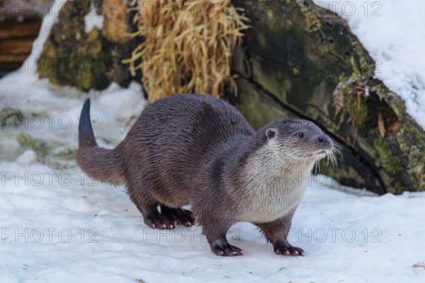 On a sunny day an otter (Lutra lutra) sits in the snow in front of a root of a dead tree and eats a fish